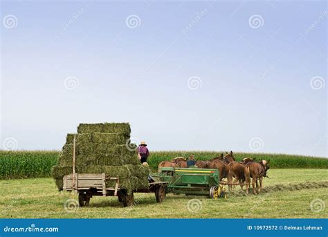 Baling Hay Stock Photo Image Of Farming Field Rural 10972572
