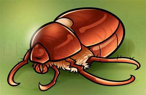 June Bug Drawing Lesson Step By Step Drawing Guide By Dawn Dragoart