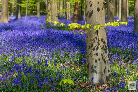 Every Spring This Forest In Belgium Becomes A Blue Wonderland Design