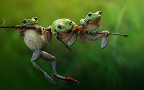 Three Frogs Funny Sitting Position Wallpapers