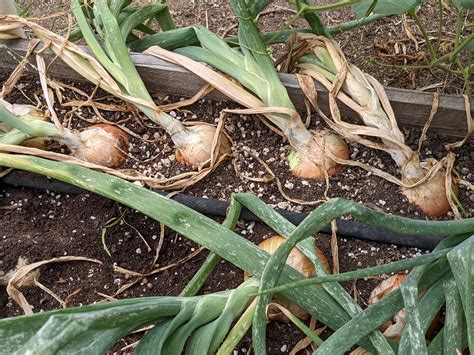 How To Harvest And Store Onions Sages Acre