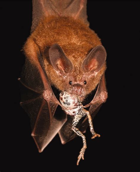 Replication In Field Biology The Case Of The Frog Eating Bat Science