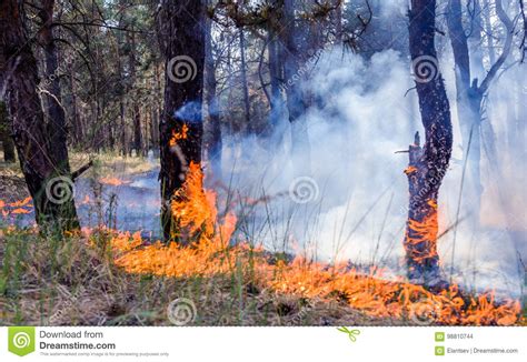 Forest Fire Burning Wildfire Close Up At Day Time Stock Photo Image