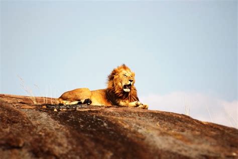 Hình ảnh Miễn Phí Sư Tử Châu Phi đồi động Vật Thiên Nhiên Mèo