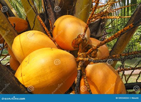 Raw Coconuts Stock Image Image Of Food Healthy Nature 59334333