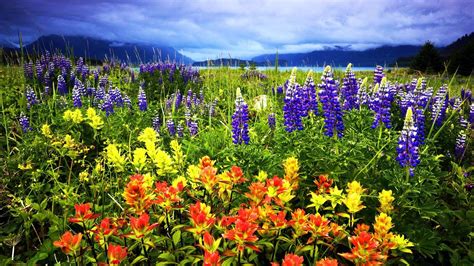 Spring Flowers In The Mountains Hd Wallpaper Background Image