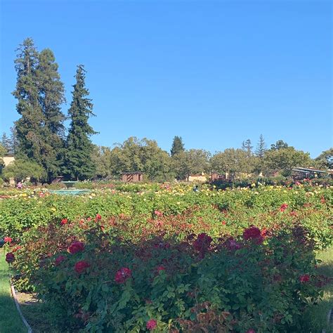 Save san jose municipal rose garden to your lists. Municipal Rose Garden in San Jose, CA