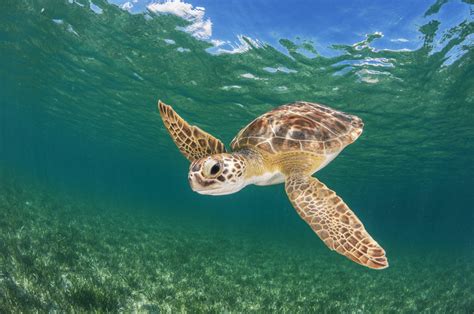 go diving and swimming with green sea turtles