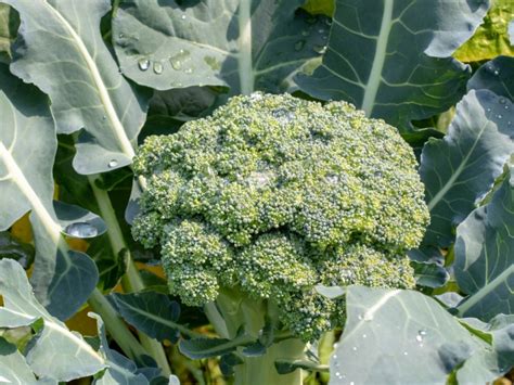 Broccoli Plants In Containers