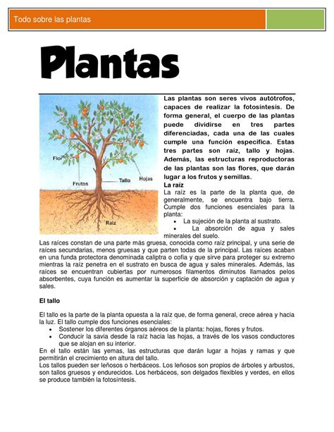 Todo Sobre Las Plantas By Claudia Issuu