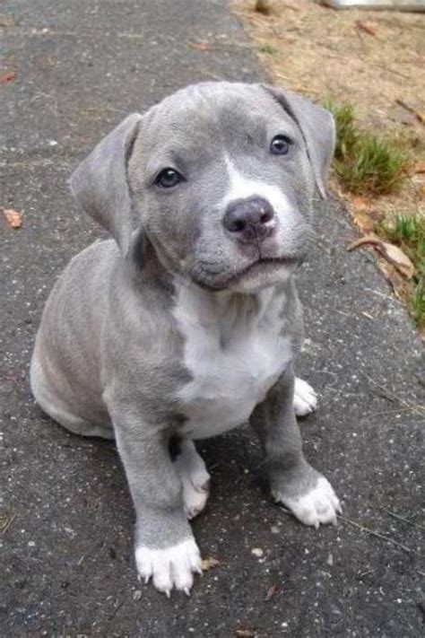 Baby Blue Nose Pit