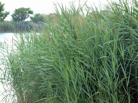 Common Reed Phragmites Australis Seed For Sale Available Now