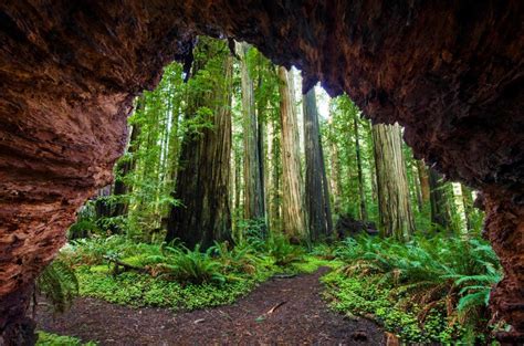 Redwoods Jedediah Bing Wallpaper Download