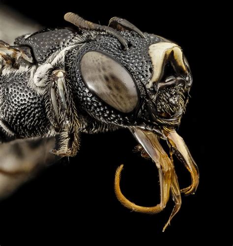 19 Seriously Disturbing Bug Faces That Will Ruin Your Life Forever