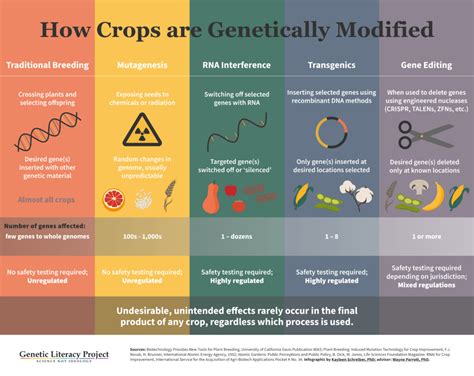 Rethinking Gmos The Past Present And Future Of Genetically Modified