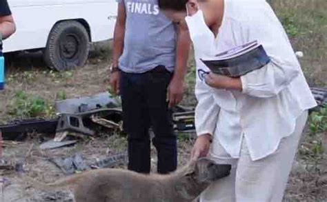 Jun 15, 2021 · gumagawa ngayon ng ingay sa social media si megastar sharon cuneta matapos ipasilip ang ilang eksena sa paparating niyang pelikula sa agosto — at oo, ito na ata ang most daring role niya so far. Sharon Cuneta adopts a stray dog: "You'll be home soon ...