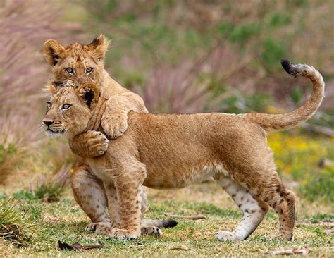Two Lion Cubs Playing Playing Cub Wildlife Cubs Big Cats Lion