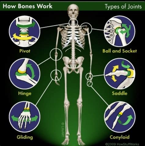 Human body joints hold the skeleton together and support movement. Movable Joints | Human anatomy and physiology, Joints anatomy, Physiology