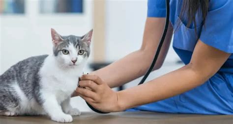 what is heart murmur in cats grades with types