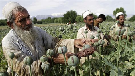Despite Western Efforts Afghan Opium Crop Hits Record High Kpcw