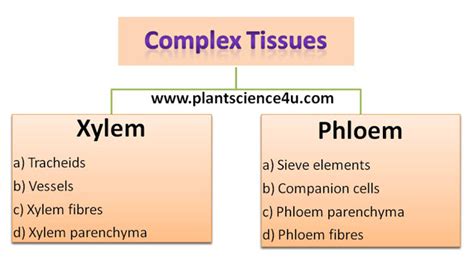 Complex Tissues In Plants Xylem And Phloem