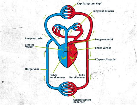 Das Herz Kreislauf System Aufbau And Funktion Zec