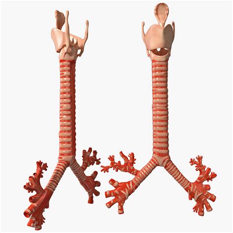 Trachea Bronchi Ds