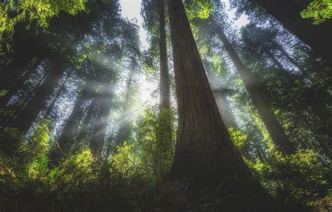 Fondos De Pantalla 1230x786 Px Bosque Paisaje Naturaleza Rayos De