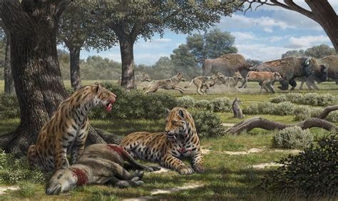 Saber Tooth Cats Feast On A Forest Herbivore While Dire Wolves Chase