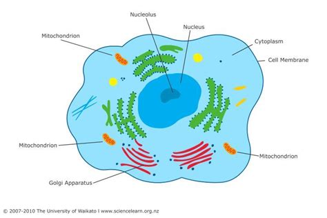 Mitochondria Animal Cell