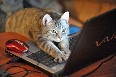 Folds together easily and guaranteed more fun that catnip! Learn the basics of coding for free, with kittens