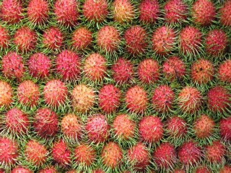 Hairy Balls Fruit Photo