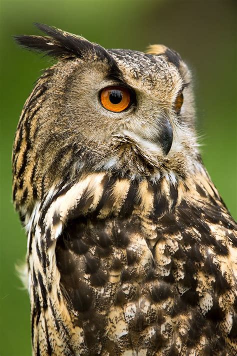 Eurasian Eagle Owl Bubo Bubo Owl Photography Eurasian Eagle Owl Owl