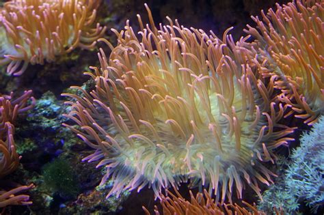 Anemones Coral Underwater · Free Photo On Pixabay