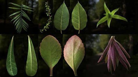 Artstation Leaf Pack Pbr Texture With Alpha Map Vol1 Resources