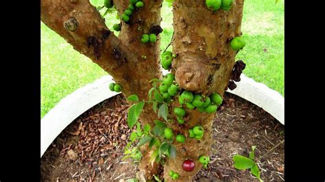 Check spelling or type a new query. Amazing Jabuticaba Fruit Tree - YouTube