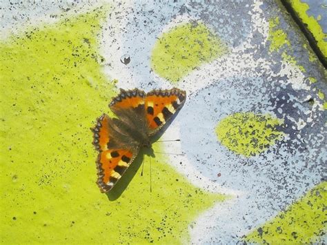 Elle permet désormais l'utilisation de tous les prénoms dont l'usage est consacré. Photo le papillon qui aimait les tags