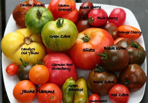 10 Tips On Growing Tomatoes In Containers Or Pots Home And Gardens