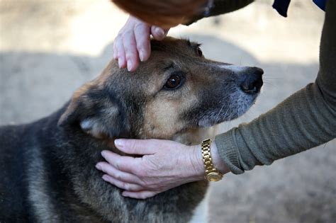 The 10 Best Animal Charities You Can (and Should) Donate to - Lateet