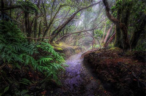 Misty Forest Path Wallpapers Wallpaper Cave