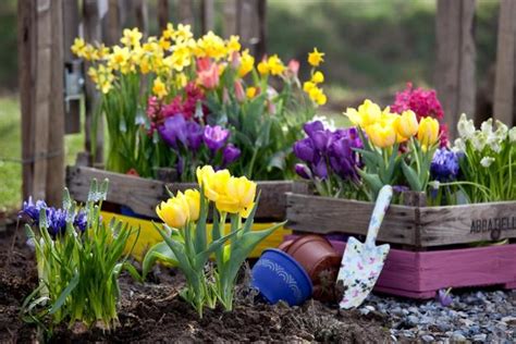 Colorful Spring Flowers And Yard Landscaping Ideas