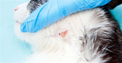 Hot Spot Infection In Cats Cat Meme Stock Pictures And Photos