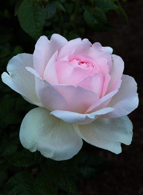 Mothers Rose By Jerry Bain On 500px Virágok Rózsa Növények