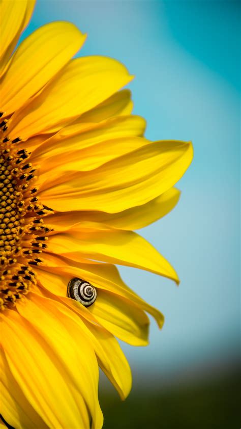 Beautiful Blooming Sunflower Wallpaper | Sunflower wallpaper, Blooming sunflower, Sunflower ...