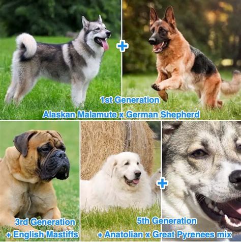 American Alsatian Breed Guide Is This The Ultimate Wolf Dog