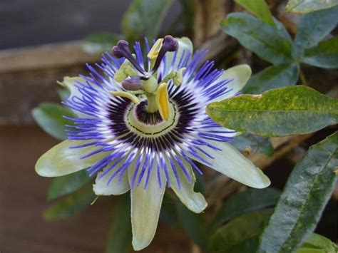 Top 18 Common Mexican Flowers You Can Grow Today Florgeous