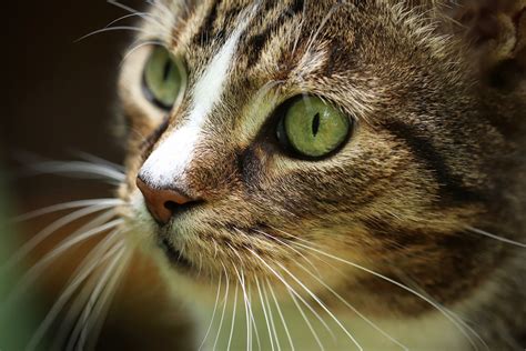 Animal adoption agencies keep detailed records of their animals, and each will be able to tell you if they have any declawed cats available. Vet Near Me Davidson, NC 28036 | Whole Pet Veterinary Hospital