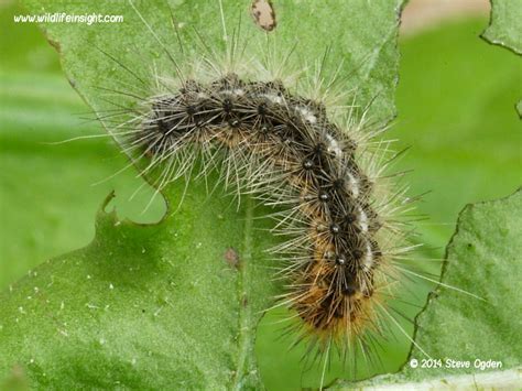 Garden Tiger Moth And Caterpillar Arctia Caja Wildlife Insight