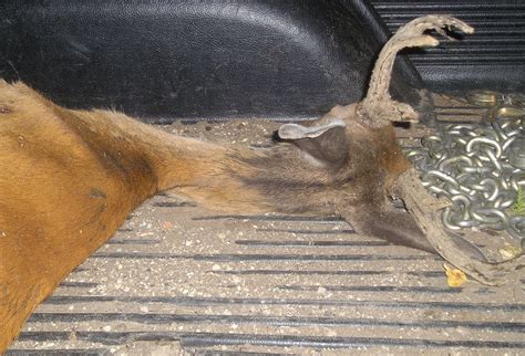 Nasty Stuff Hunters Find On And In Their Deer Oozing Green Gunk Huge