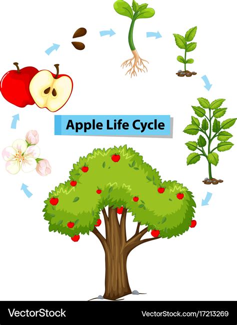 Diagram Showing Life Cycle Apple Royalty Free Vector Image